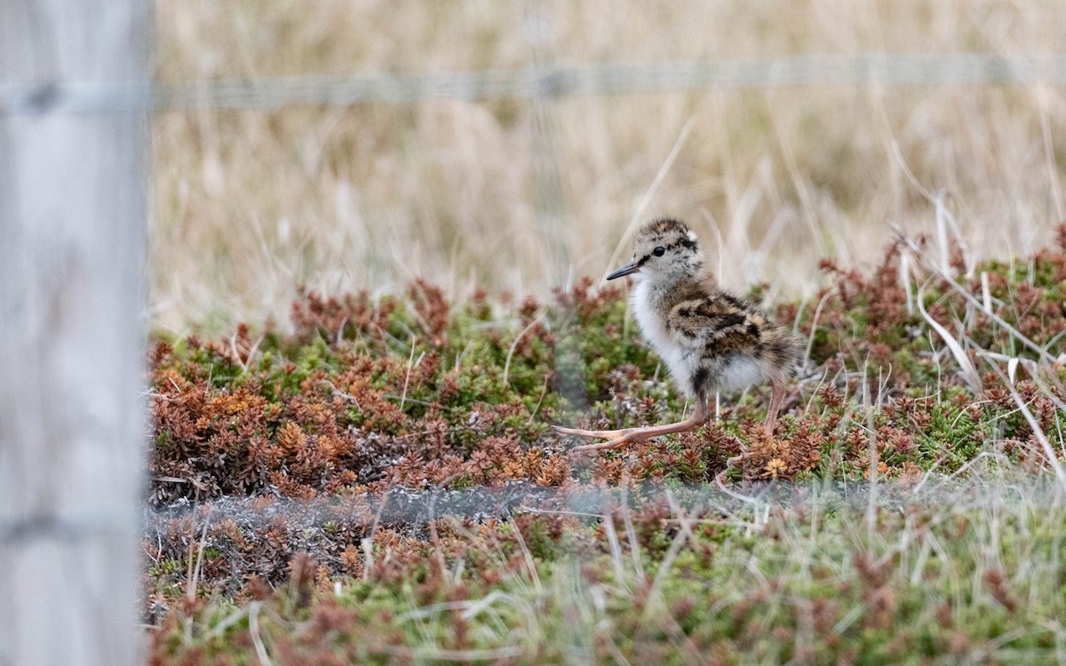 Common Redshank - ML620712366