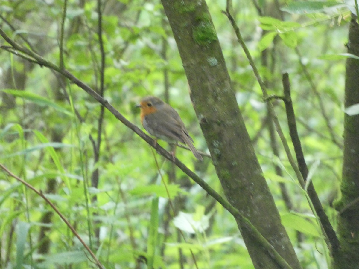 European Robin - Mike Tuer