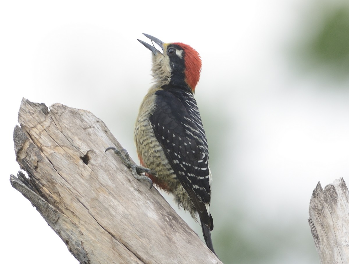 Black-cheeked Woodpecker - ML620712372