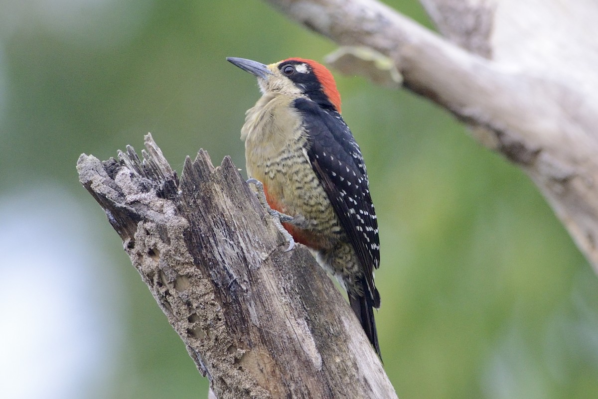 Black-cheeked Woodpecker - ML620712373