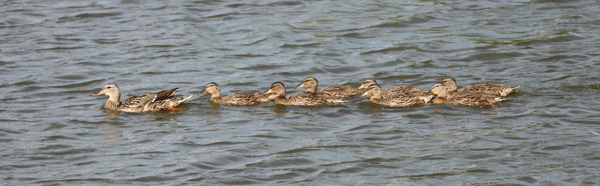 Canard colvert - ML620712375