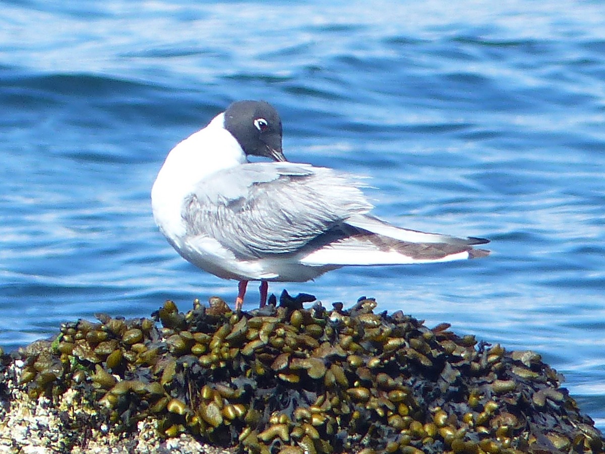 Bonaparte's Gull - ML620712376