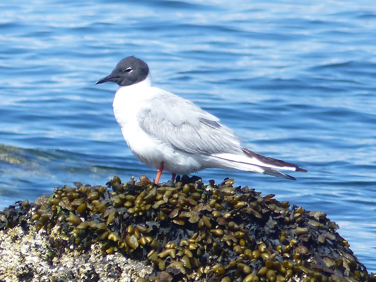 Bonaparte's Gull - ML620712379