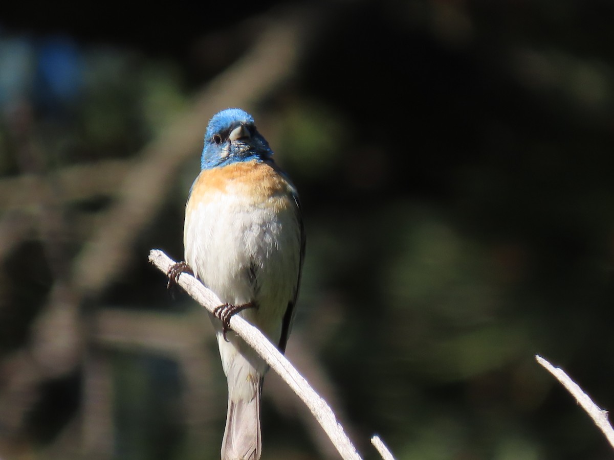 Lazuli Bunting - ML620712380