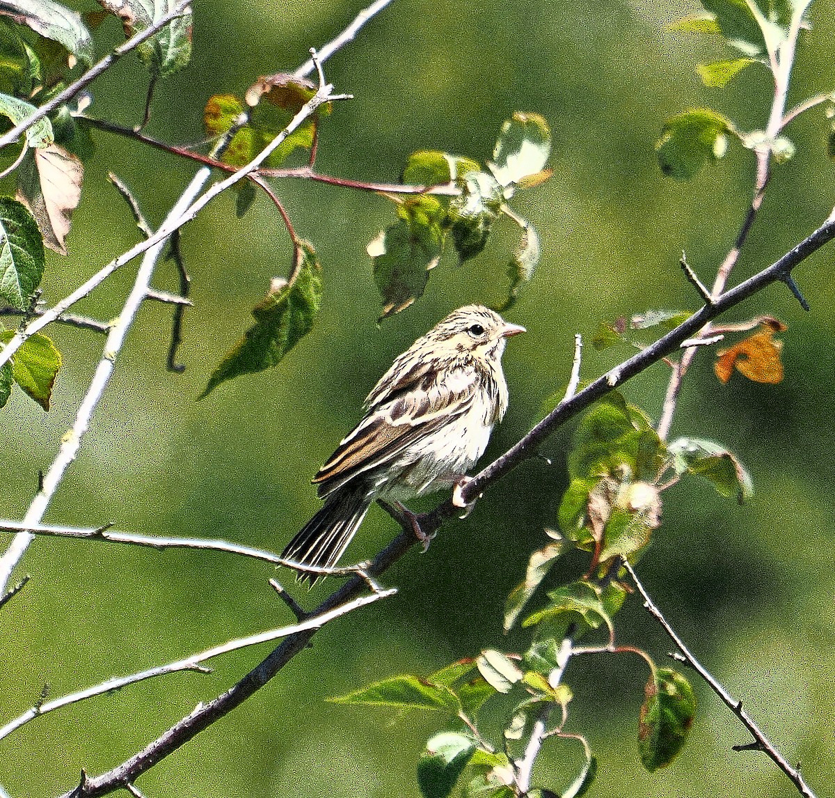 稀樹草鵐 - ML620712381