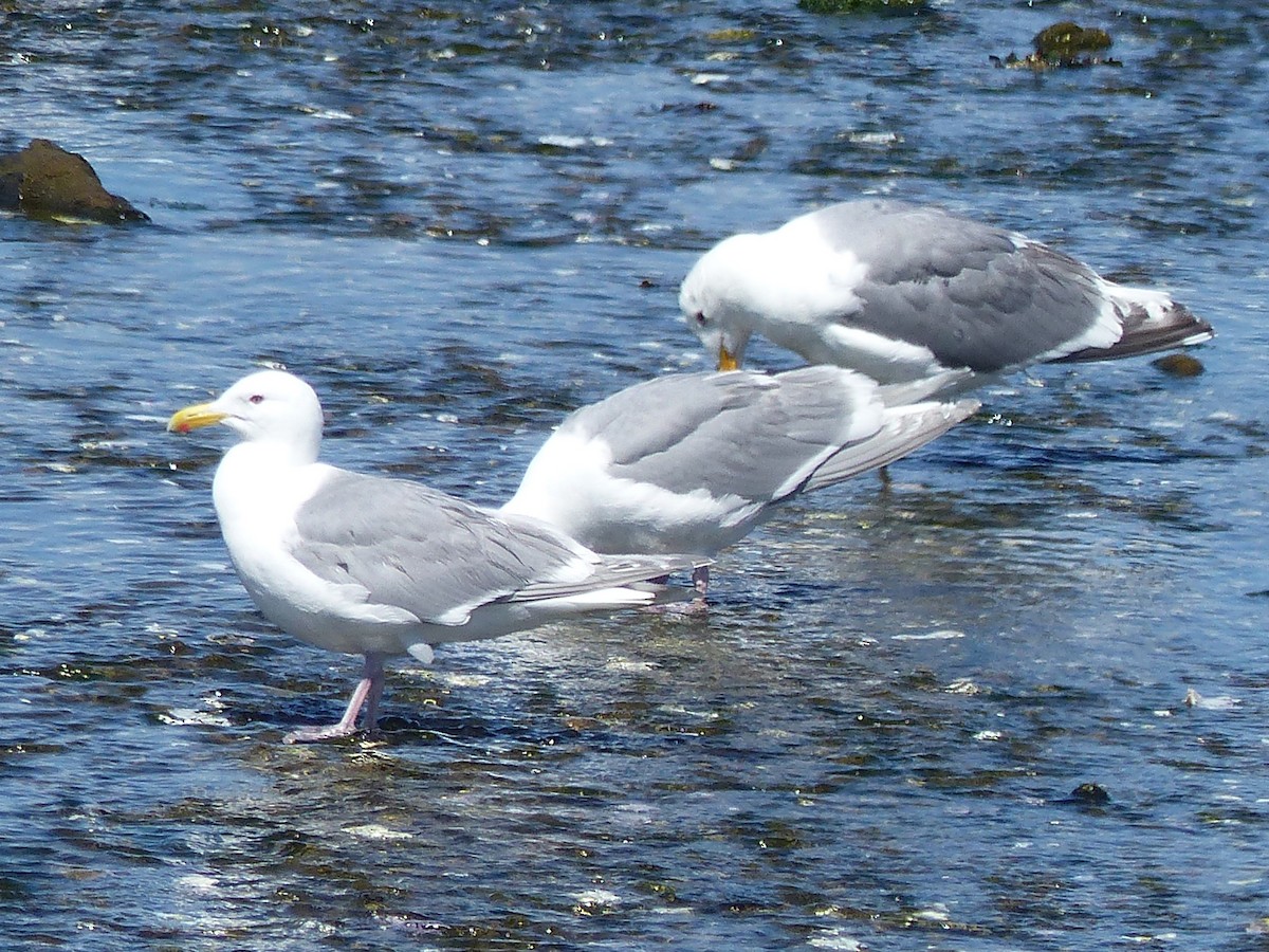 Glaucous-winged Gull - ML620712392