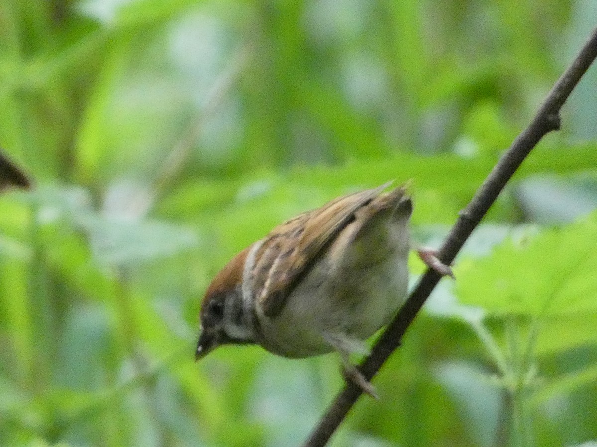 Eurasian Tree Sparrow - ML620712395