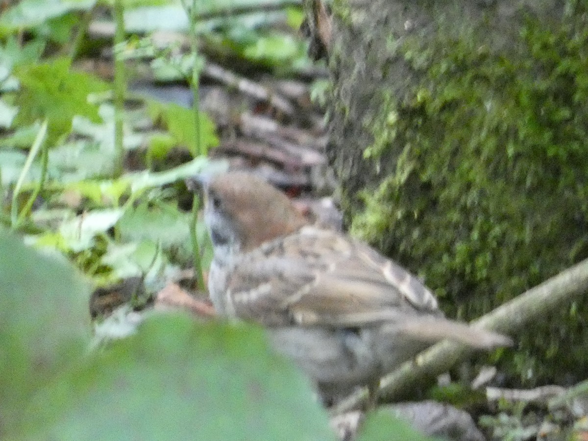 Eurasian Tree Sparrow - ML620712399