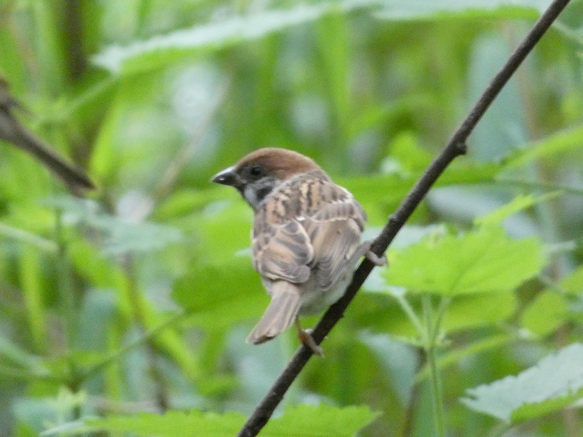 Eurasian Tree Sparrow - ML620712400