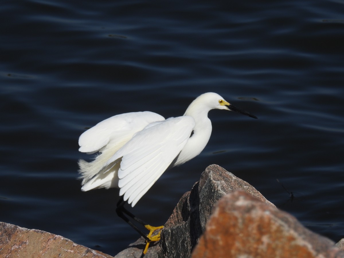 ユキコサギ - ML62071241