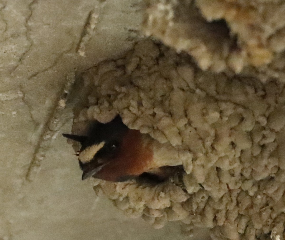 Cliff Swallow - ML620712411