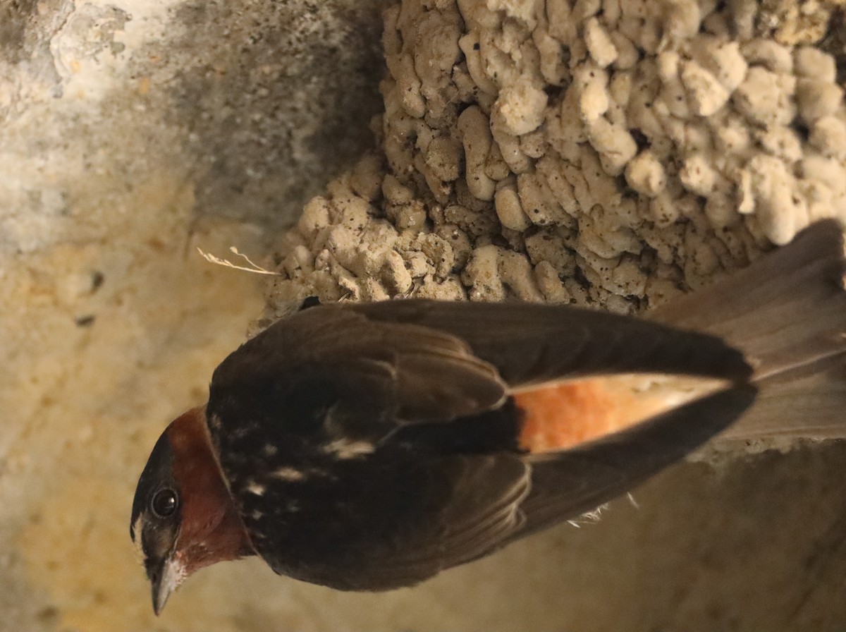 Cliff Swallow - Eric Ginsburg