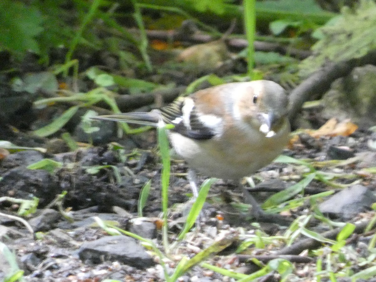 Common Chaffinch - ML620712419