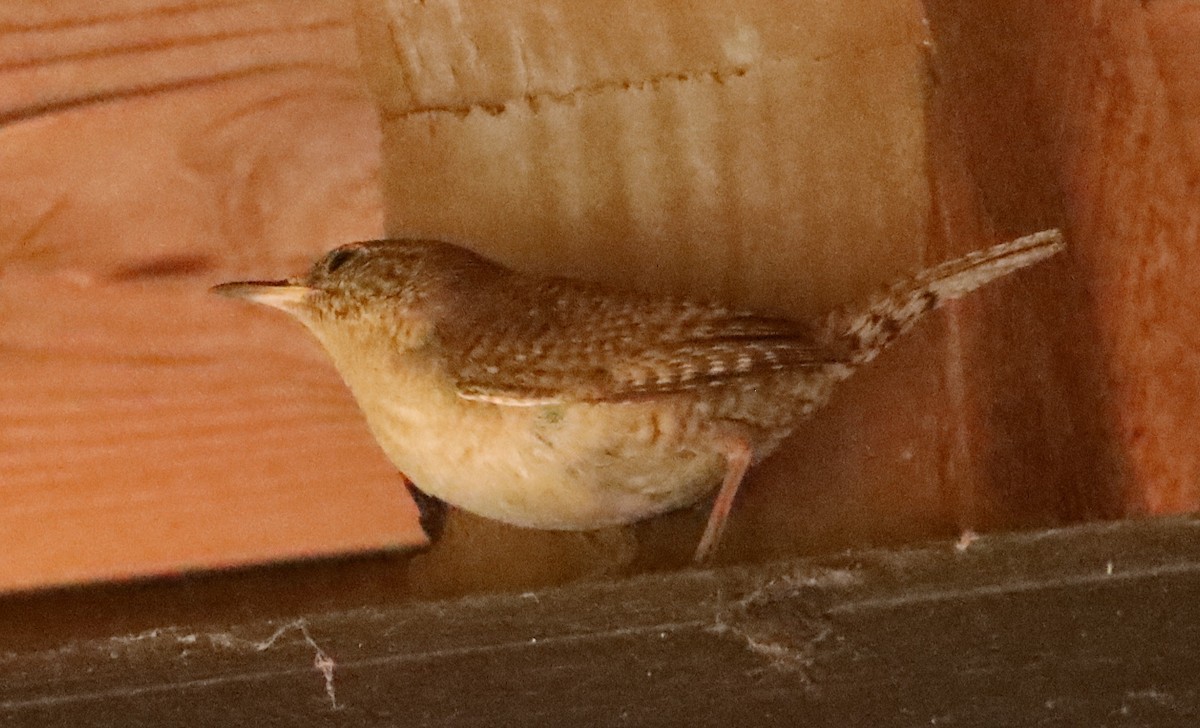 House Wren - ML620712422