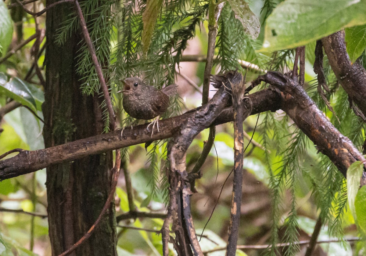 Spotted Elachura - ML620712427