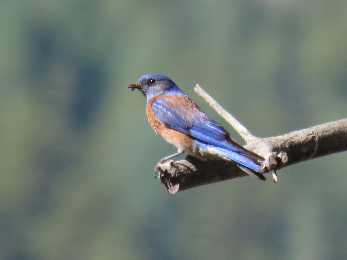 Western Bluebird - ML620712430