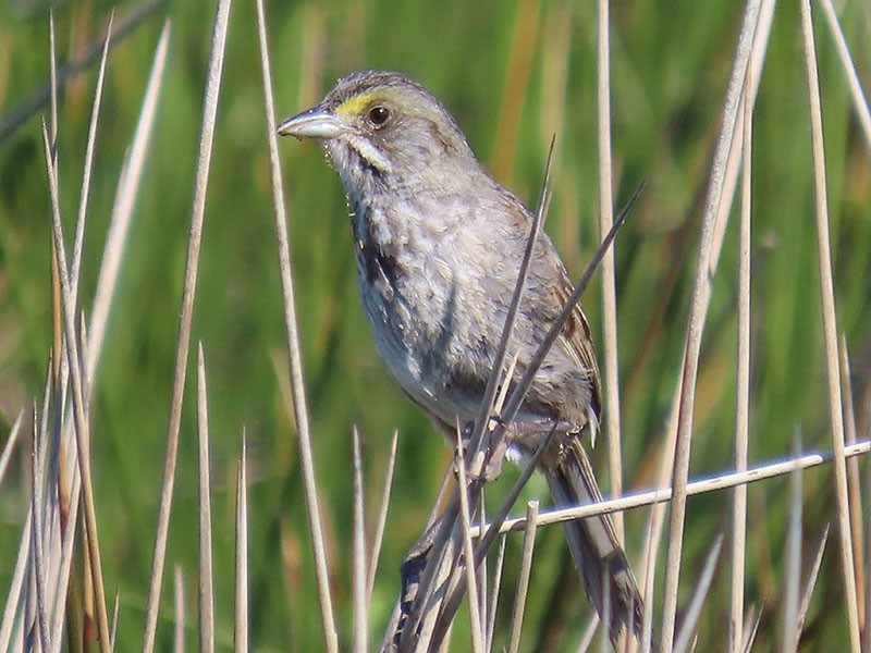 Seaside Sparrow - ML620712432