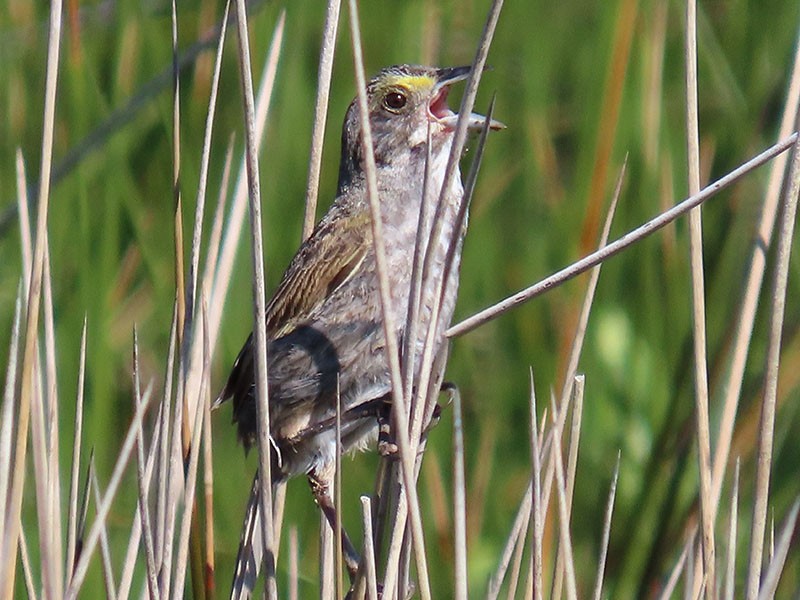 Seaside Sparrow - ML620712433