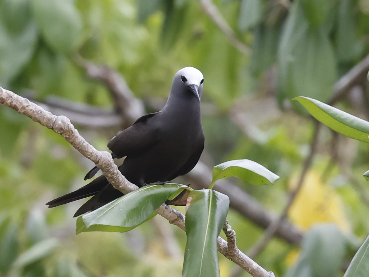 Lesser Noddy - ML620712435