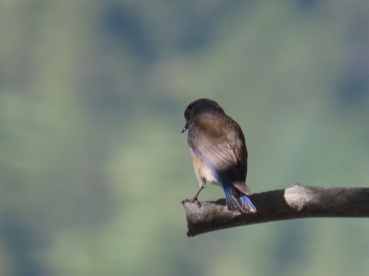 Western Bluebird - ML620712436