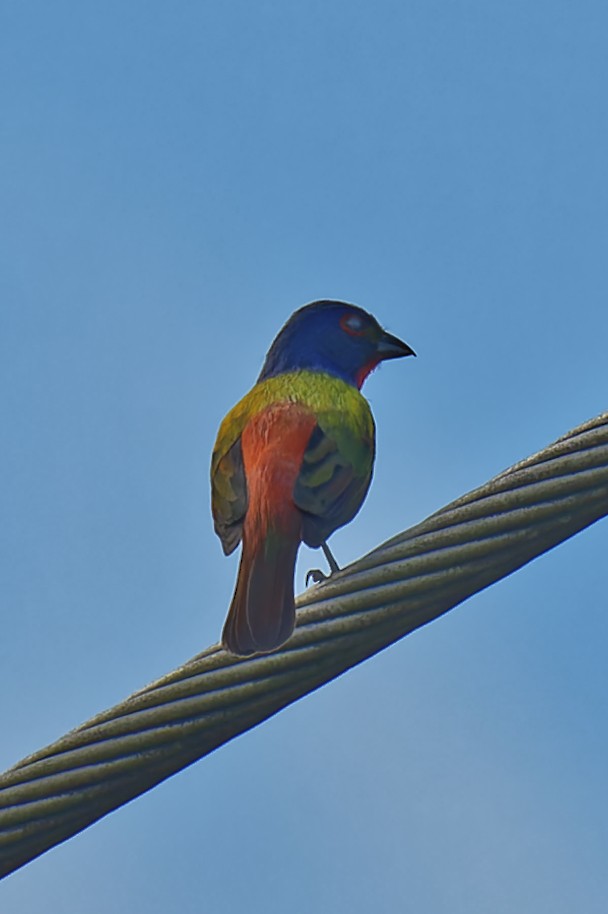 Painted Bunting - ML620712440