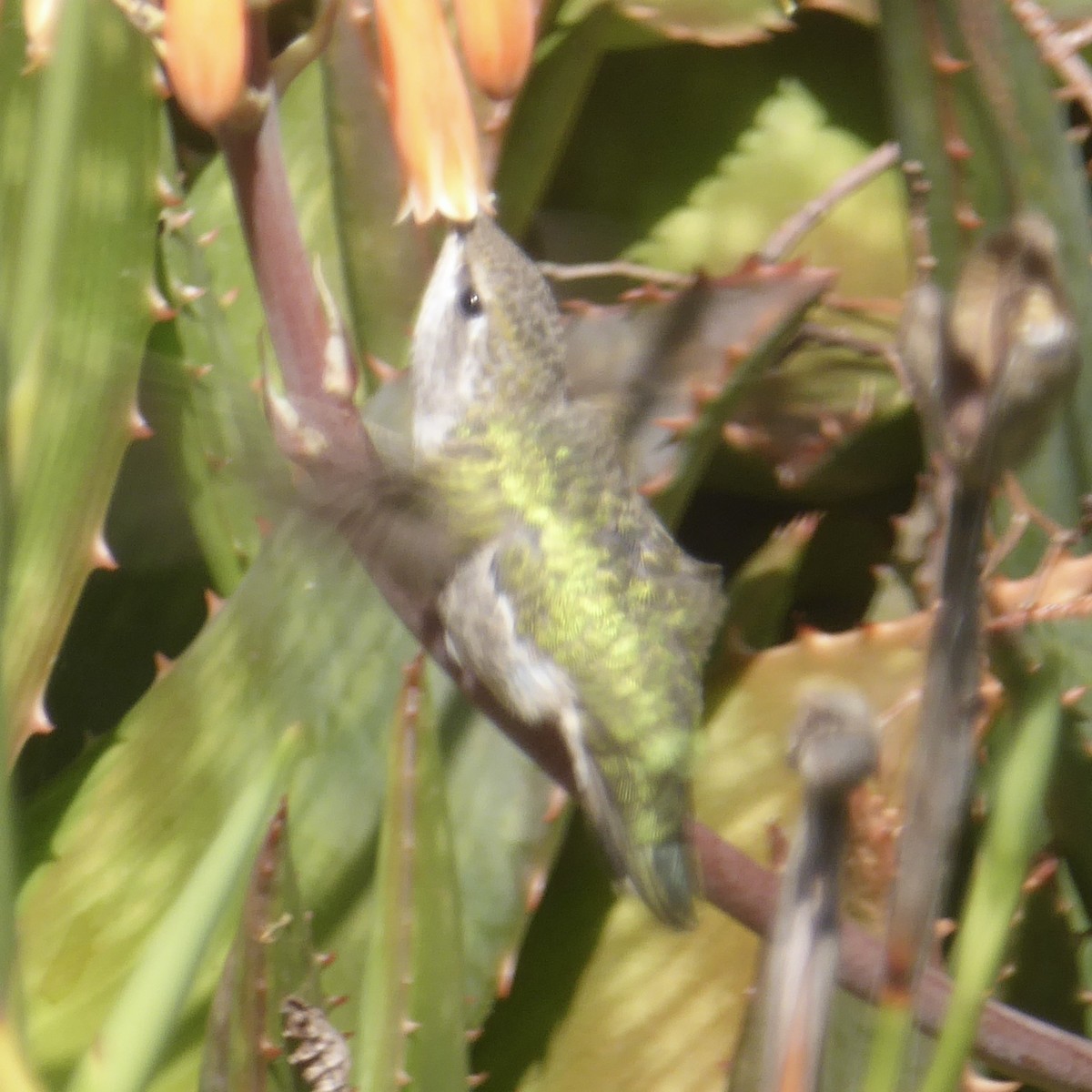 Anna's Hummingbird - ML620712442