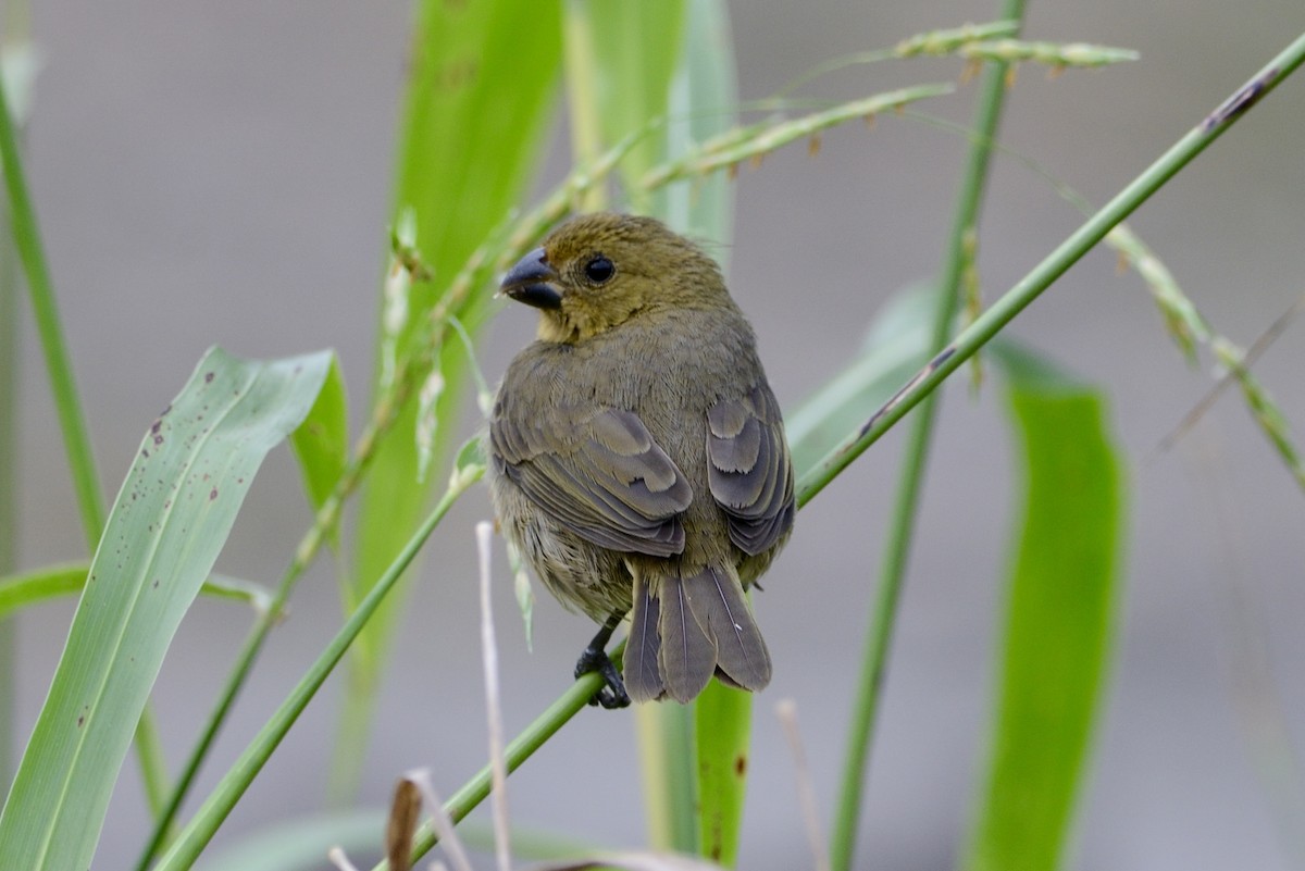 Yellow-bellied Seedeater - ML620712443