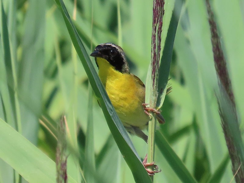 Common Yellowthroat - ML620712446