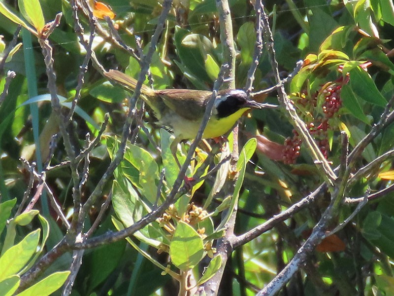 Common Yellowthroat - ML620712447