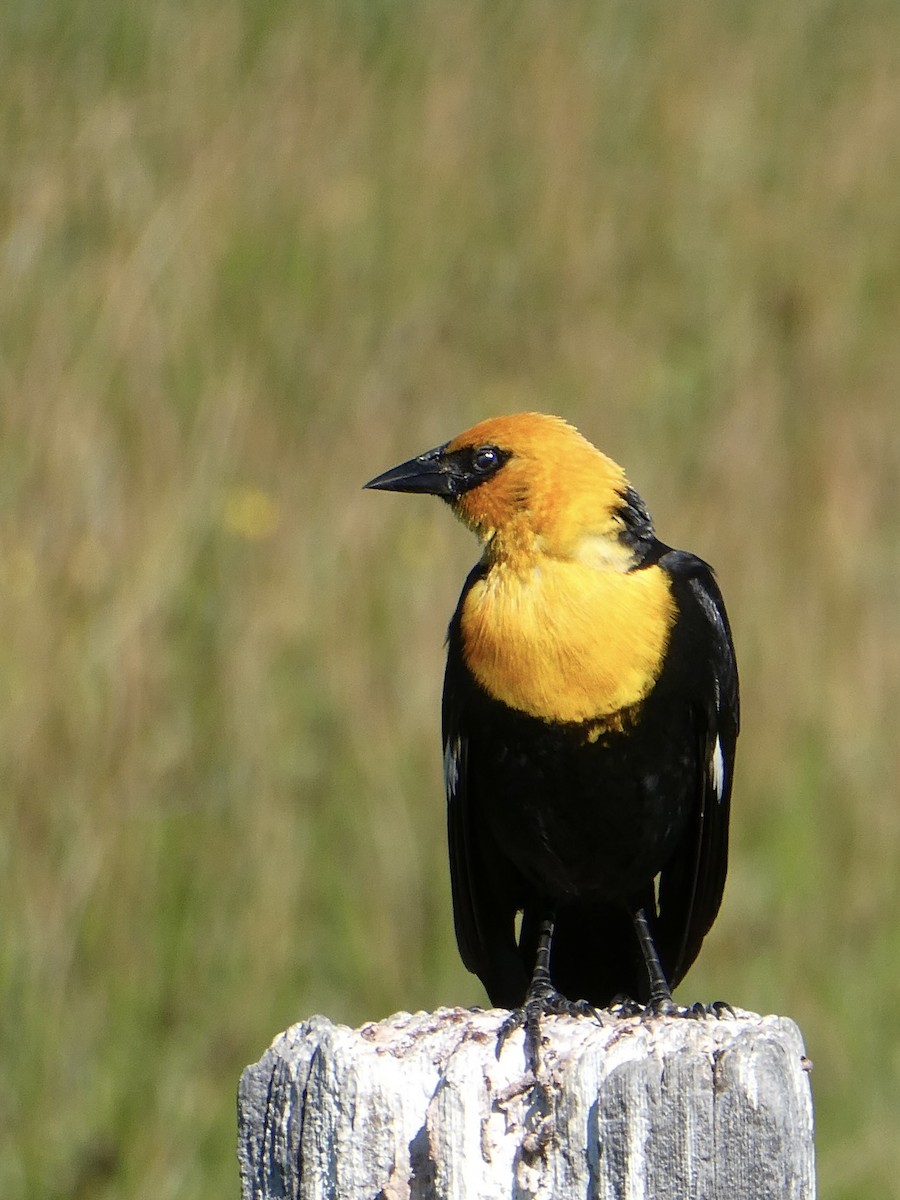 Yellow-headed Blackbird - ML620712452