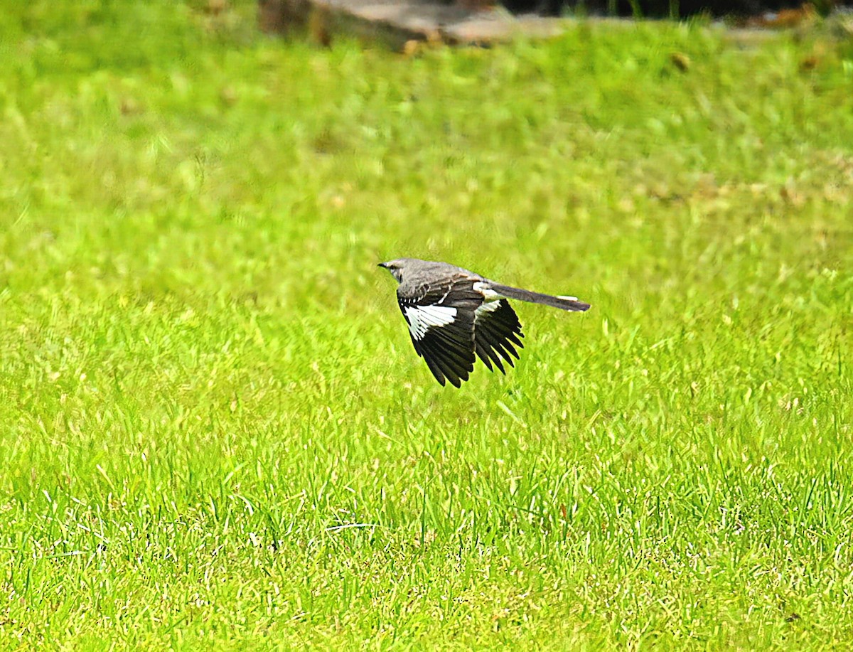 Northern Mockingbird - ML620712454