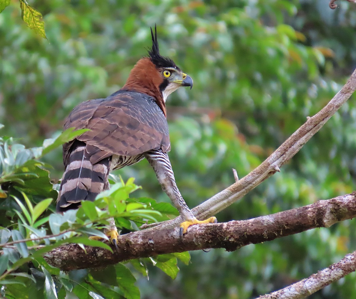 Águila Galana - ML620712459