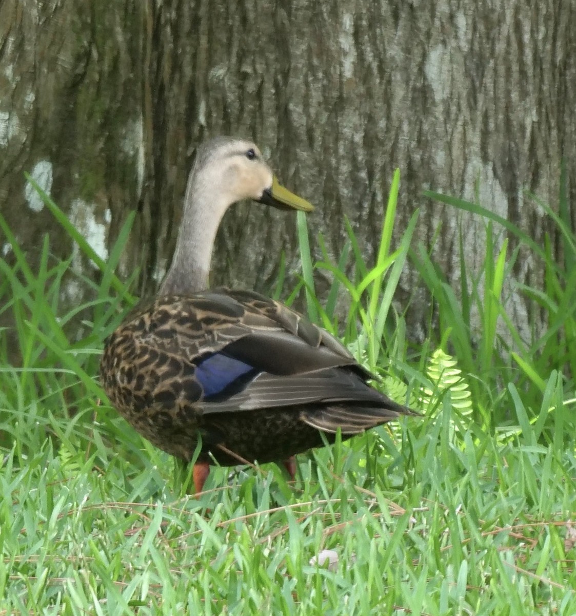 Mottled Duck (Gulf Coast) - ML620712460