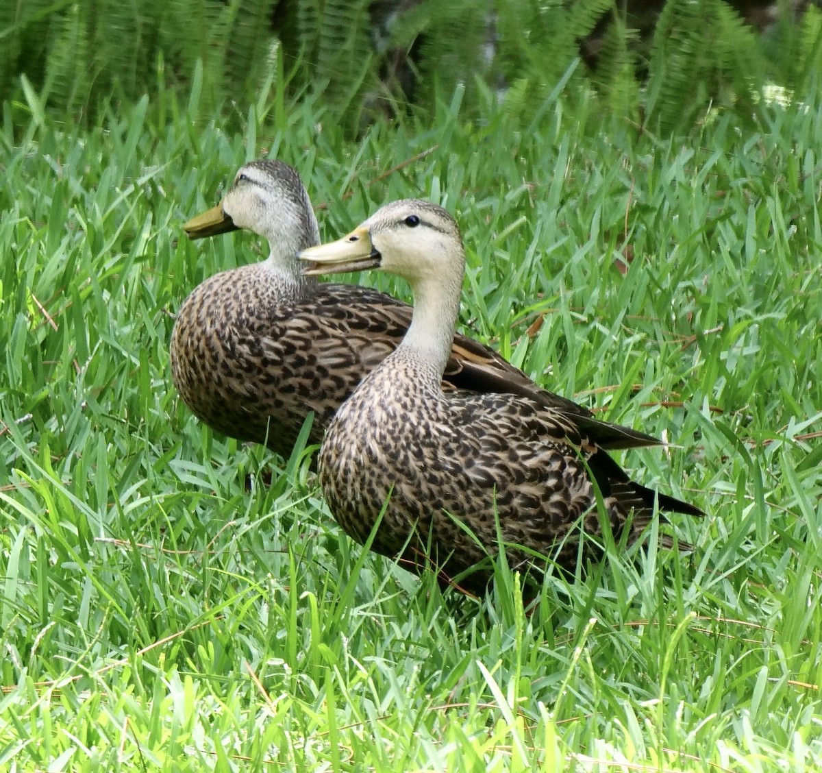 Mottled Duck (Gulf Coast) - ML620712462