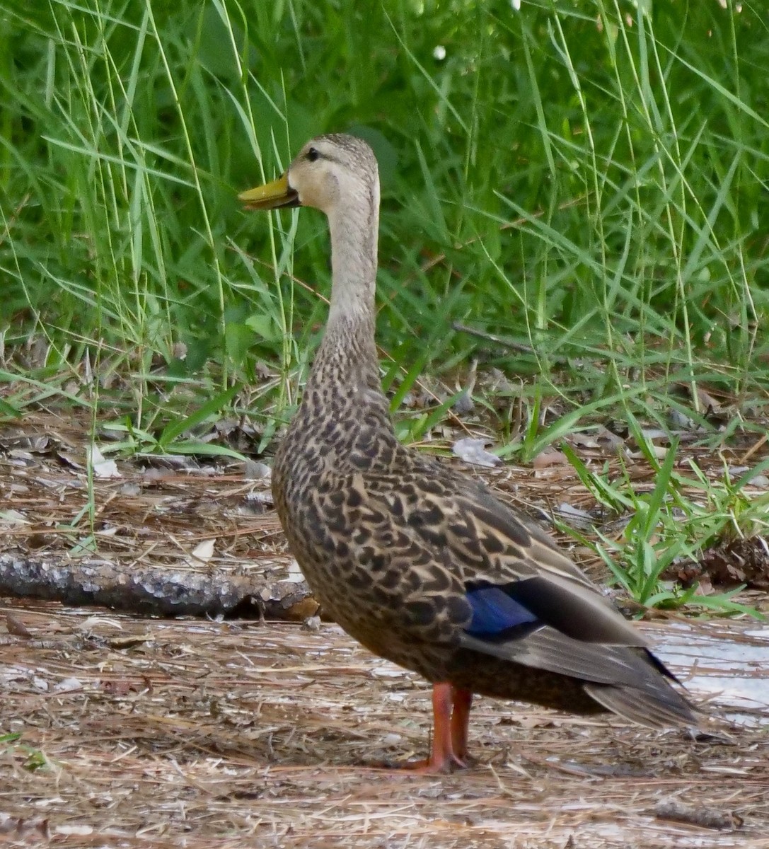 Mottled Duck (Gulf Coast) - Lee & Mary Ann Evans