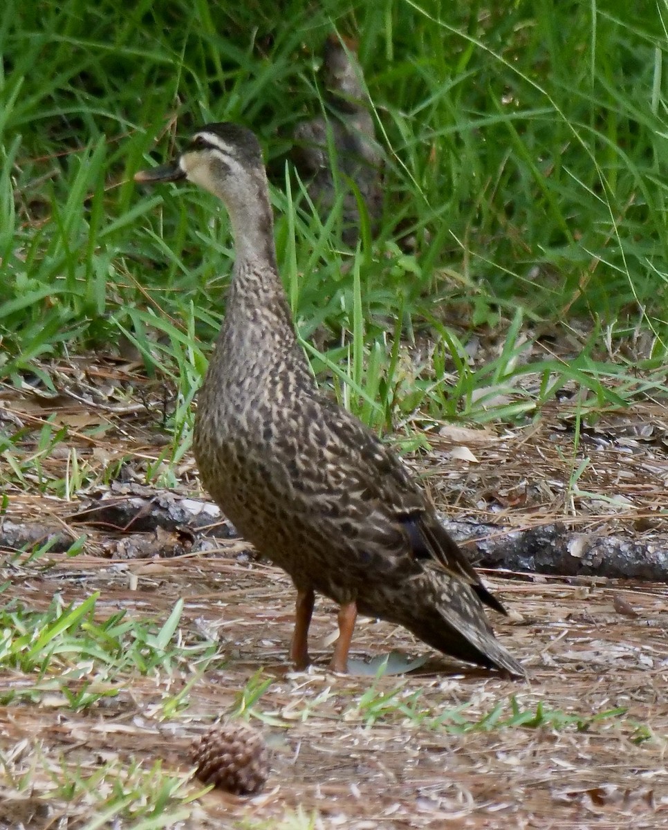 Floridaente (maculosa) - ML620712464