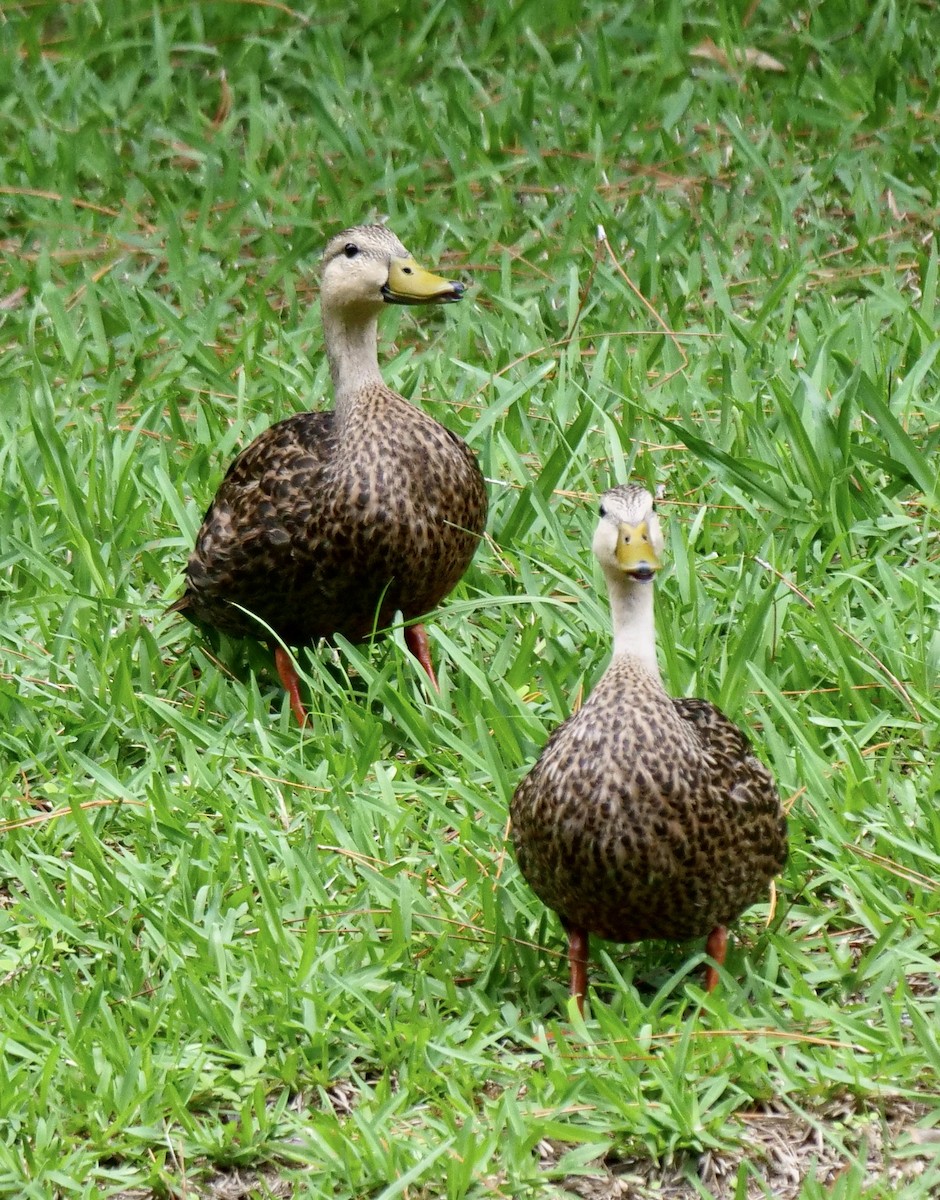 Mottled Duck (Gulf Coast) - ML620712465