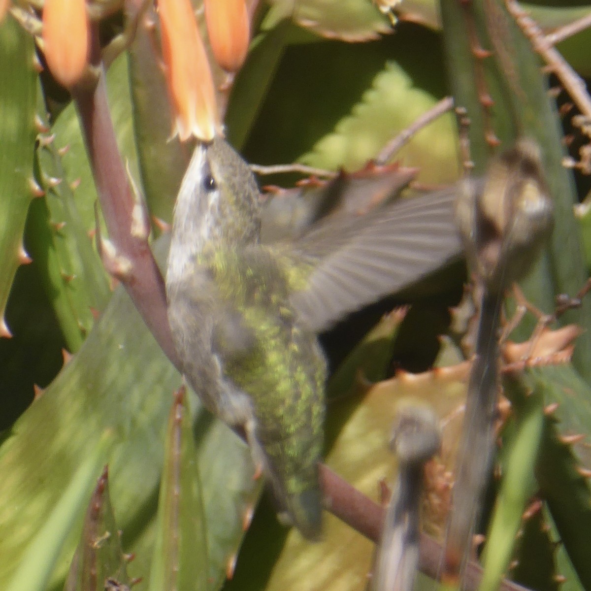 Anna's Hummingbird - ML620712468