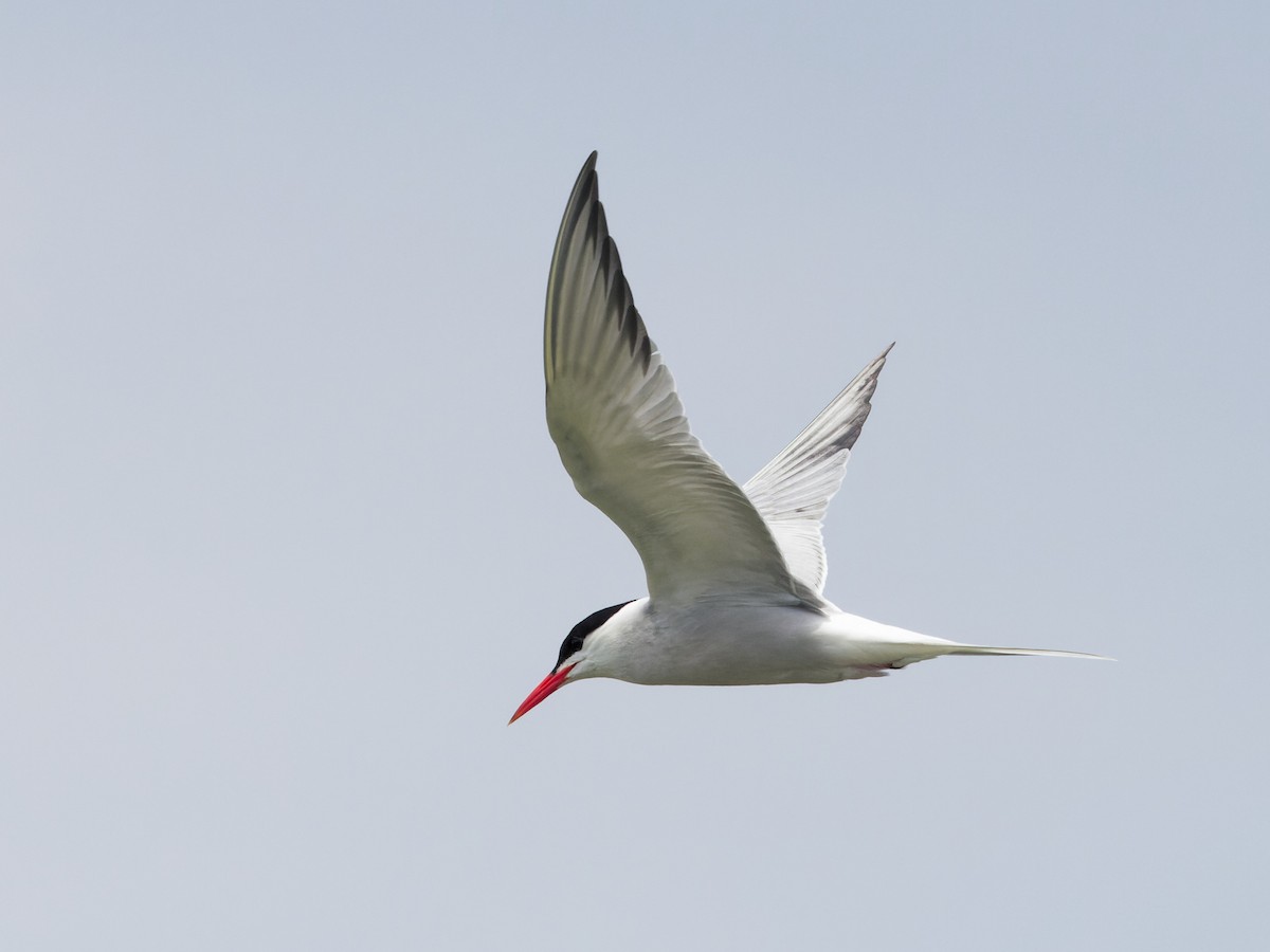 Common Tern - ML620712469