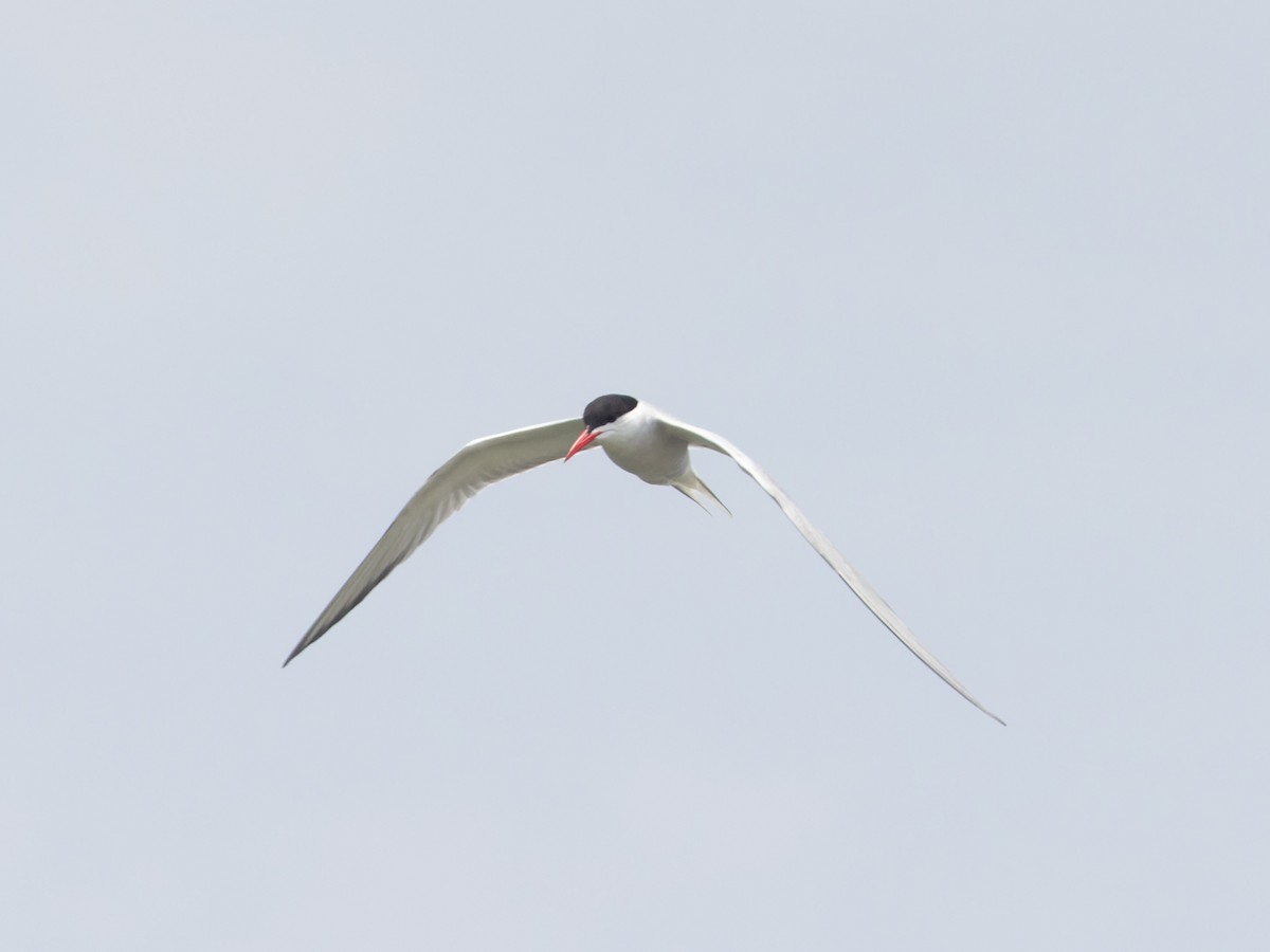 Common Tern - ML620712471