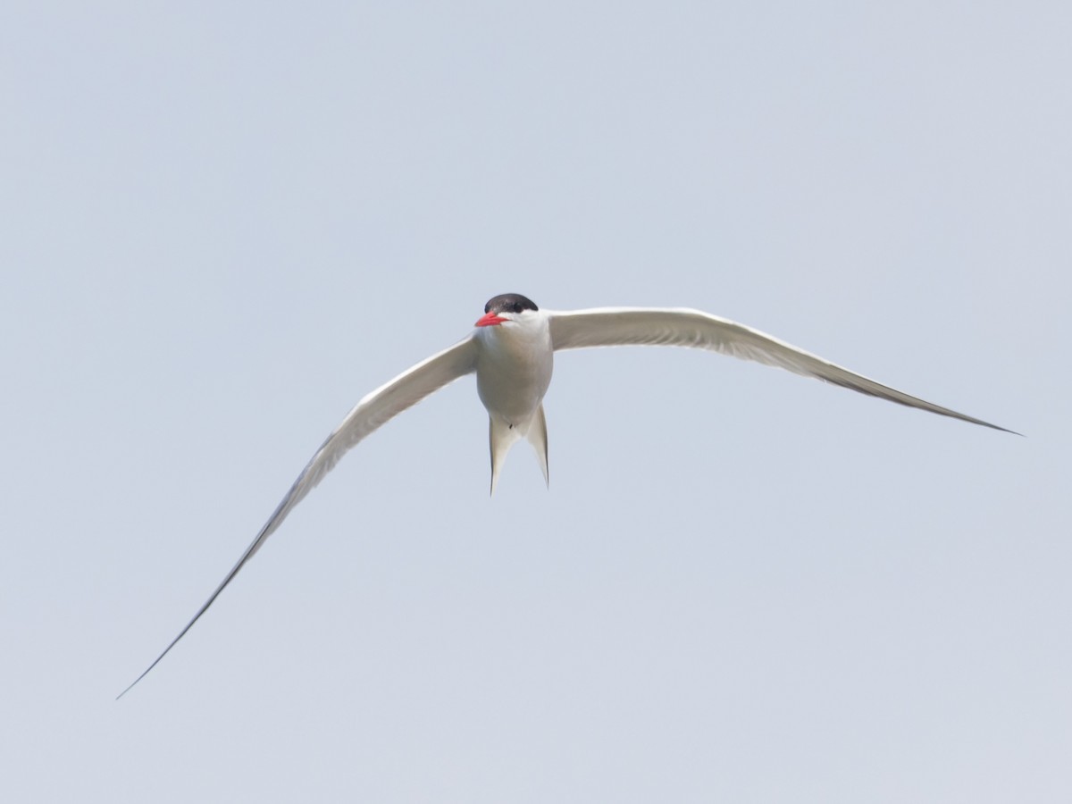 Common Tern - ML620712472