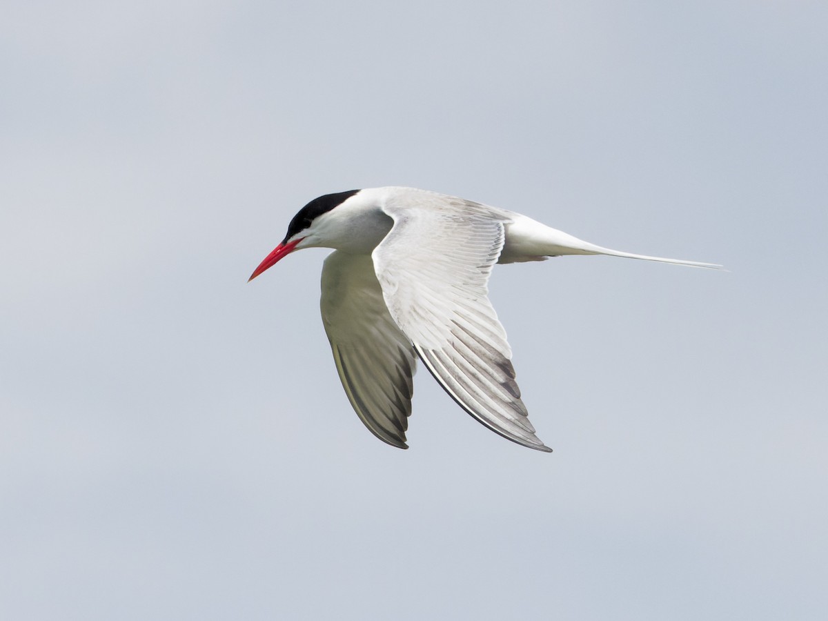 Common Tern - ML620712473