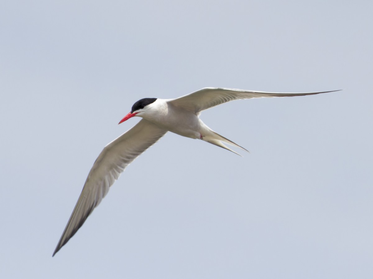 Common Tern - ML620712474