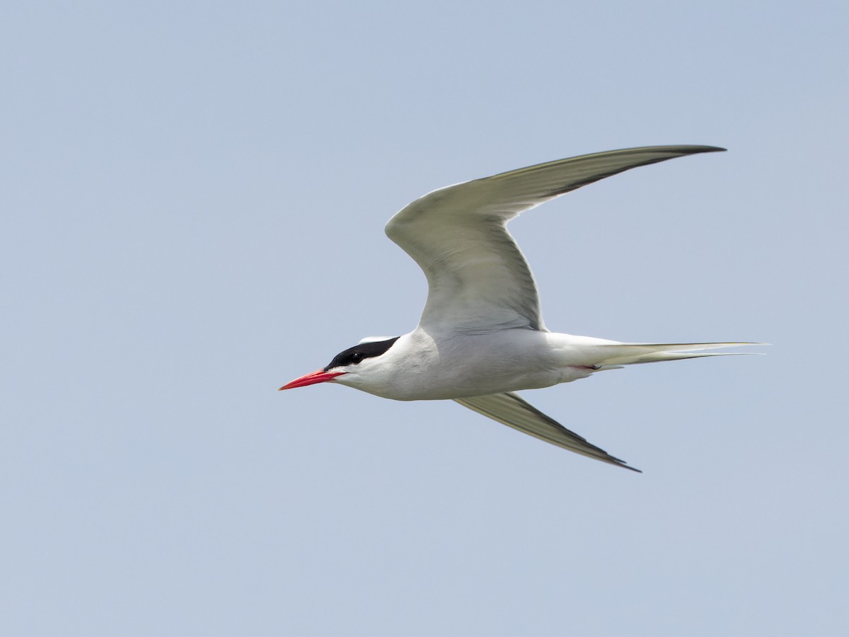 Common Tern - ML620712475