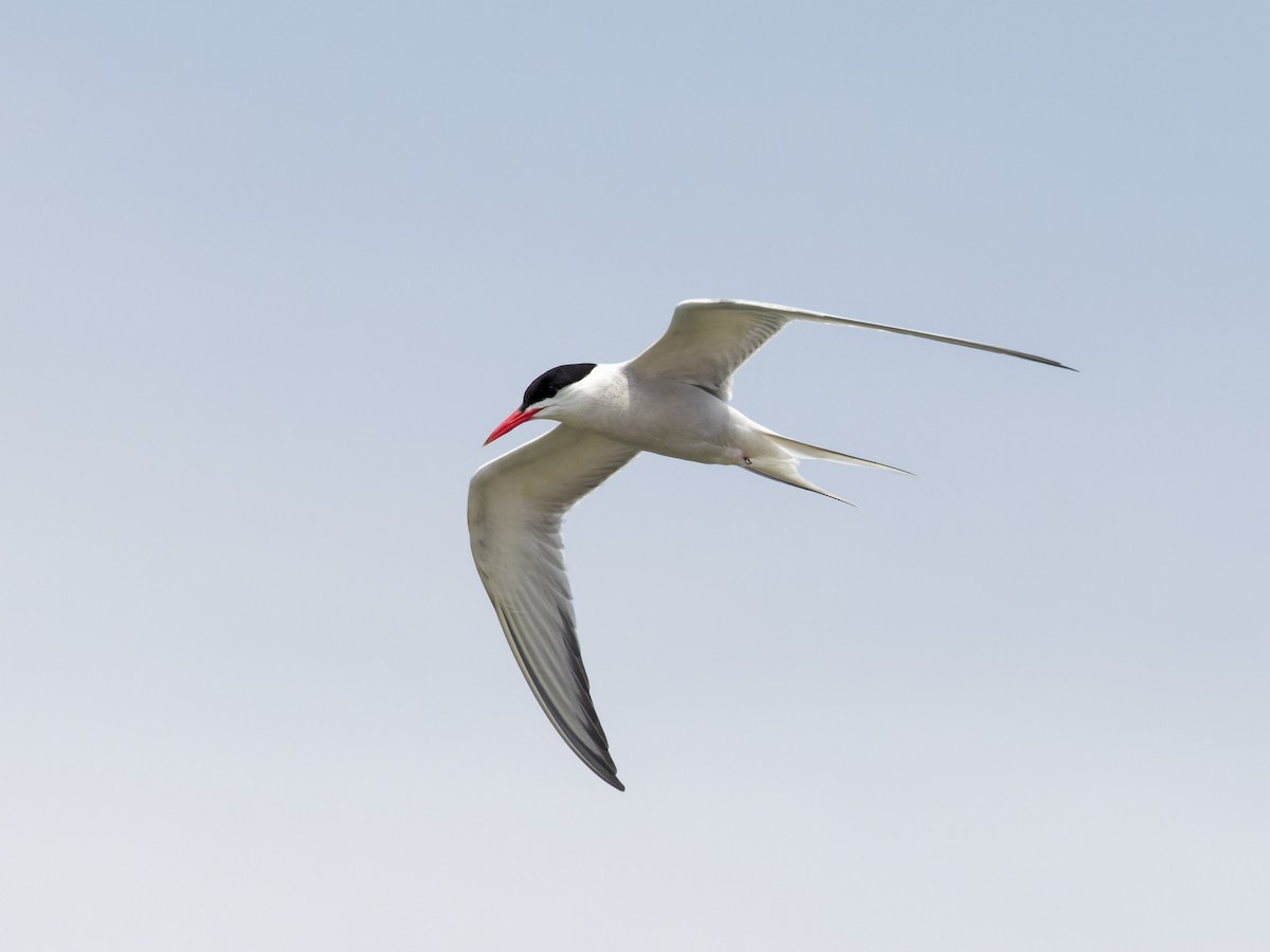 Common Tern - ML620712476