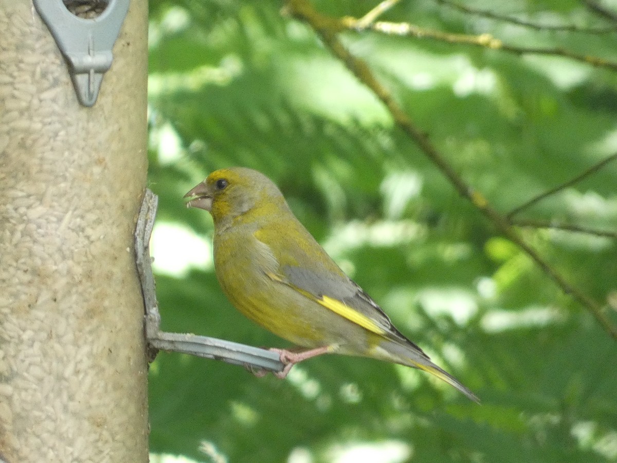 European Greenfinch - ML620712477