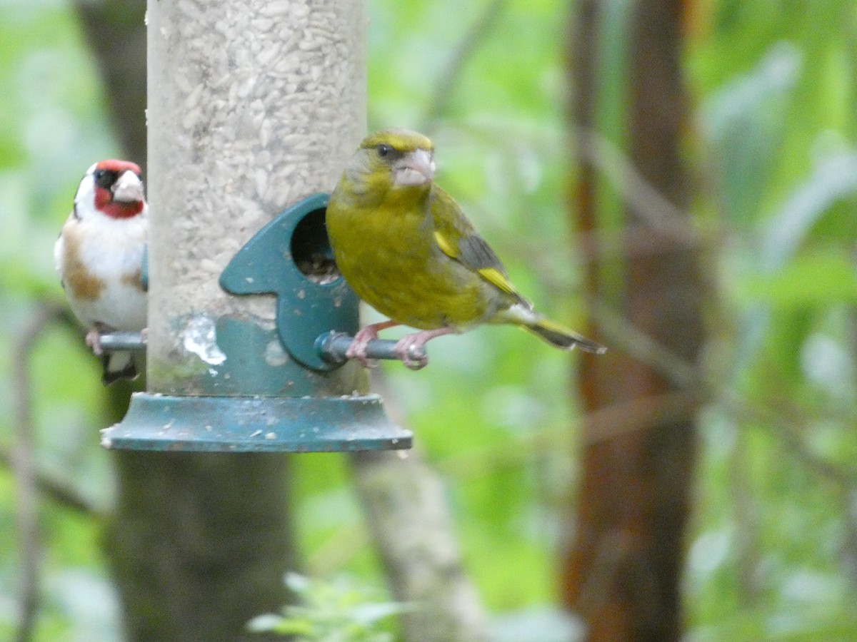 European Greenfinch - ML620712478