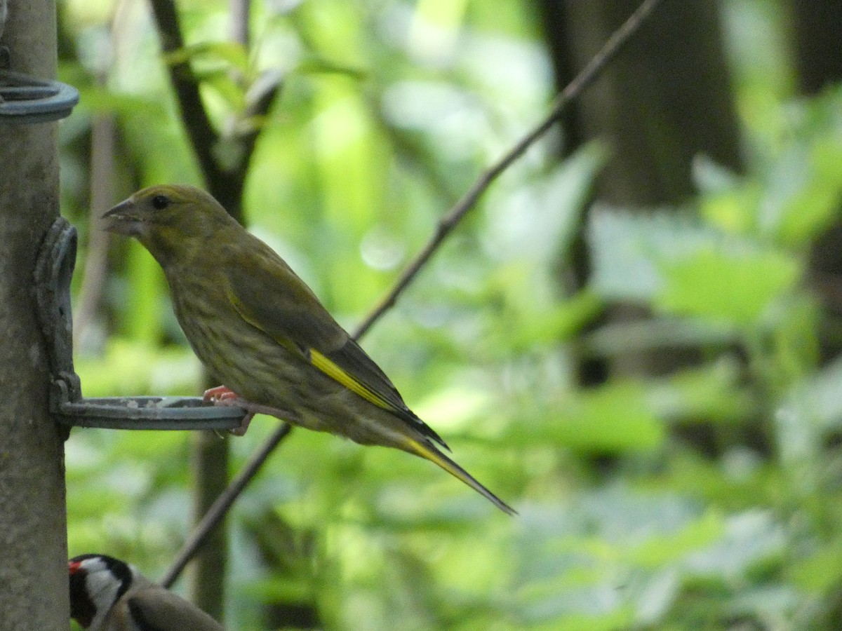 European Greenfinch - ML620712479