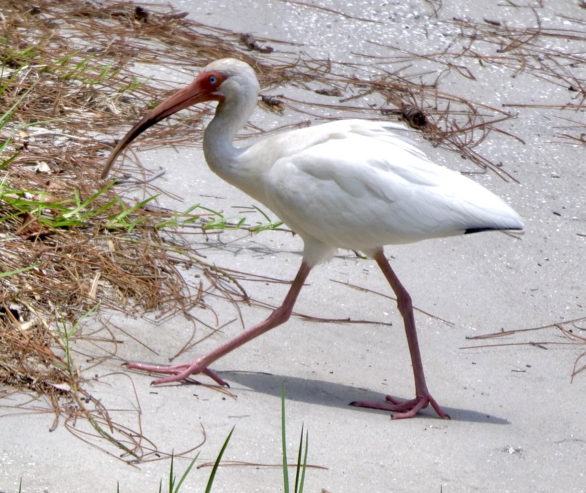 ibis bílý - ML620712486