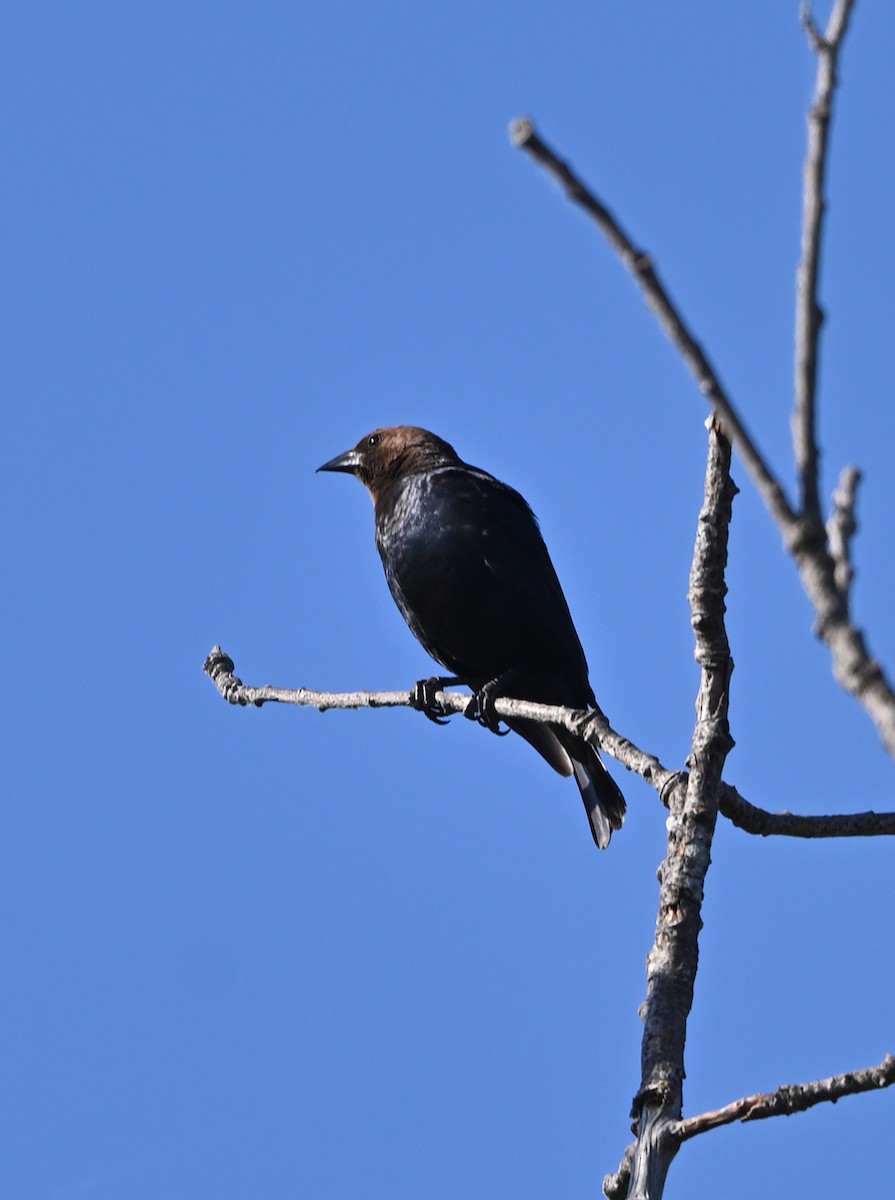 Brown-headed Cowbird - Tim Kashuba